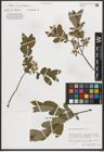 Foto von Salix myrtilloides L.